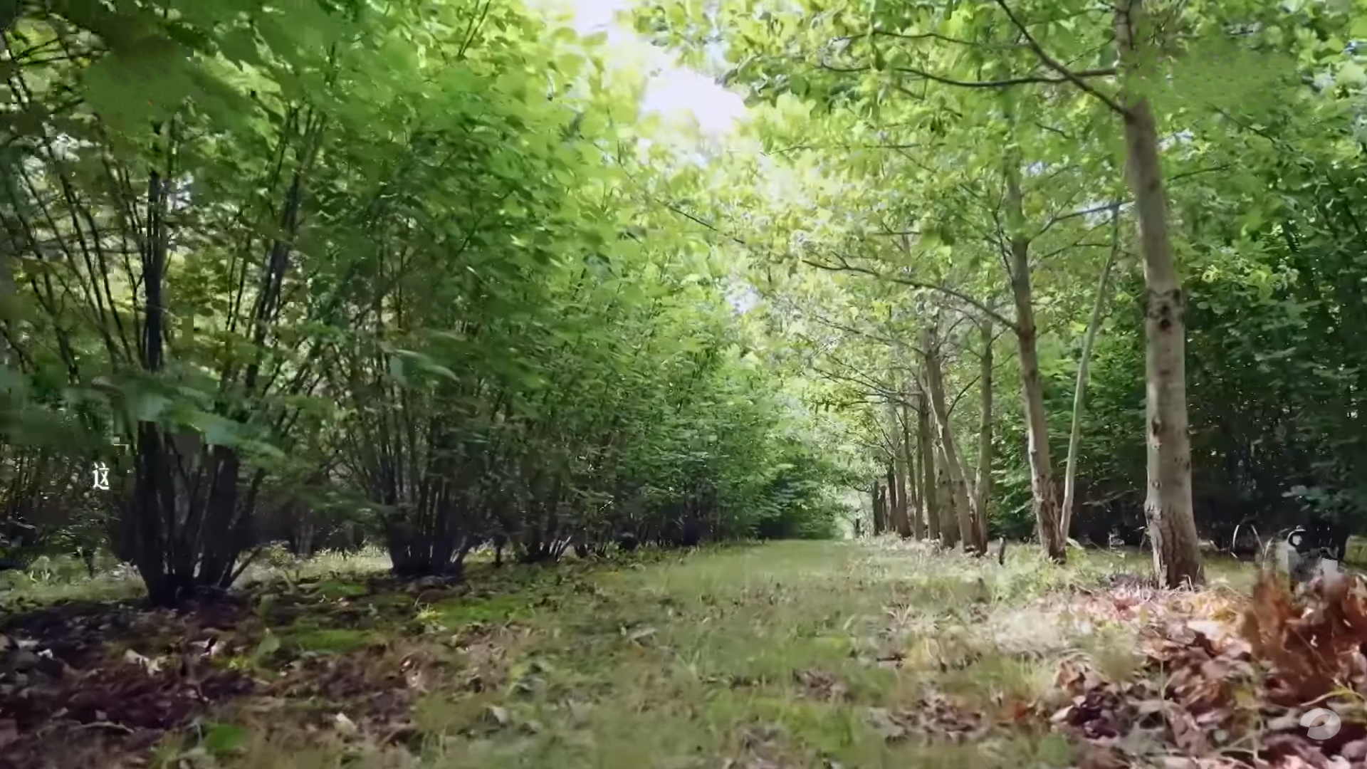 TriflaFarm, Szarvasgombakaland – vadászat és gasztrotúra