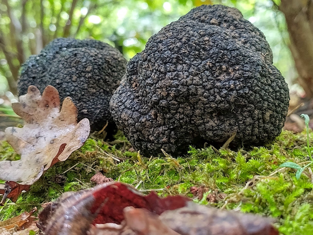 TriflaFarm, Szarvasgombakaland – vadászat és gasztrotúra