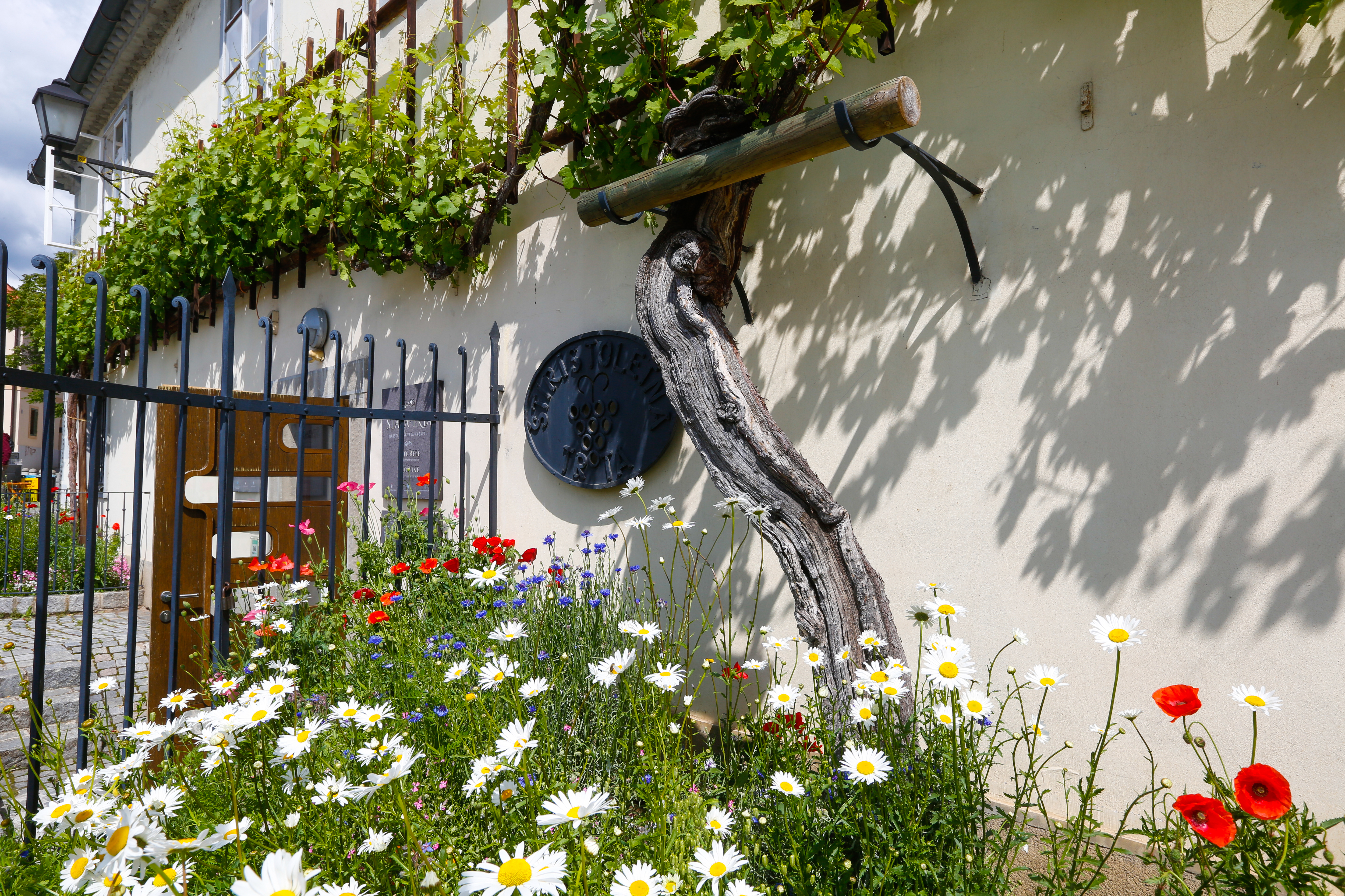 Old Vine House