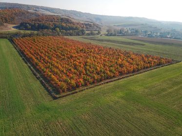 TriflaFarm, Szarvasgombakaland – vadászat és gasztrotúra