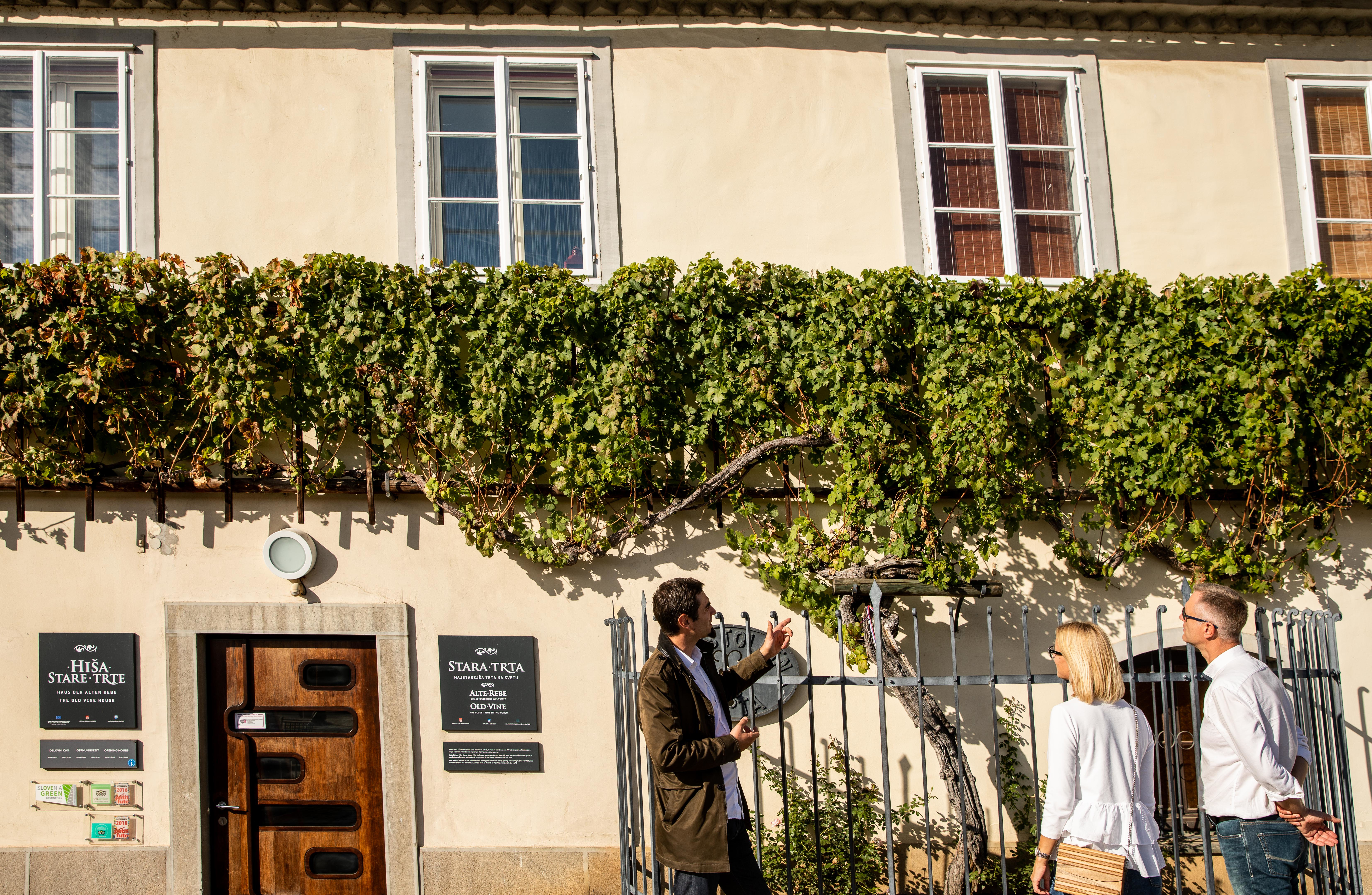 Old Vine House