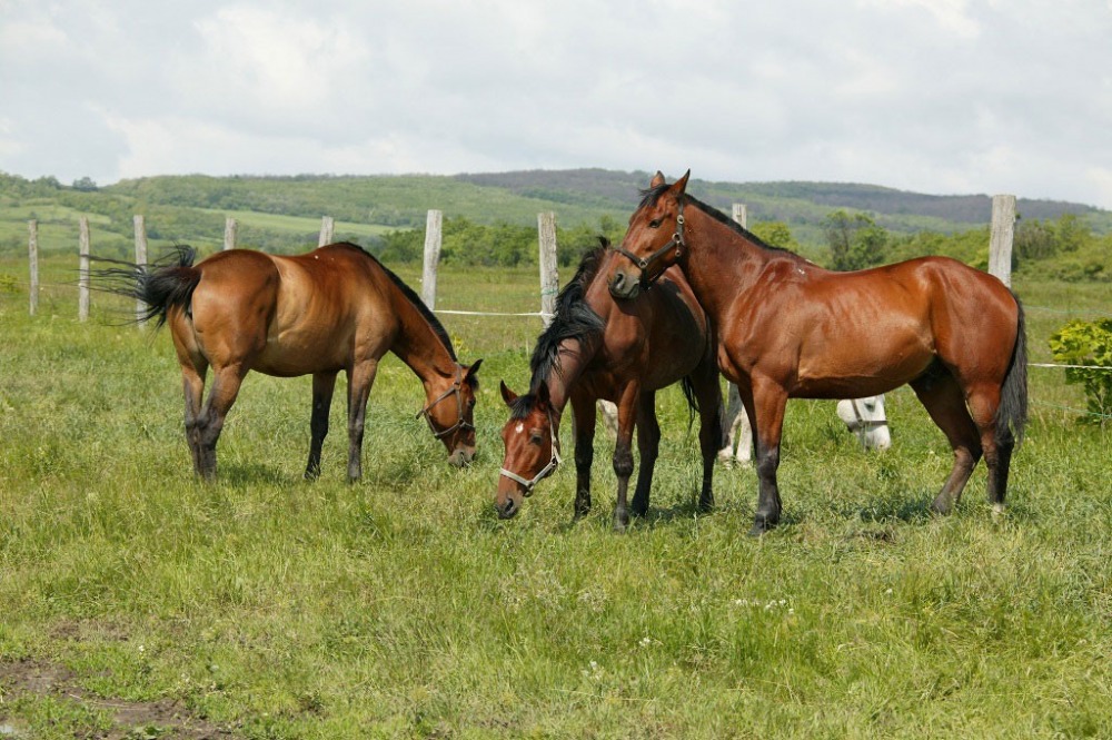 Teleki-Degenfeld Kastélyszálló Szirák