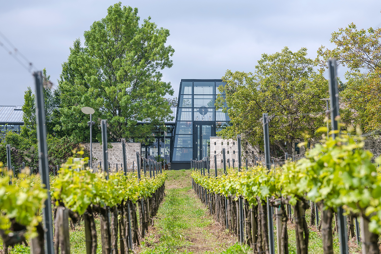 Haraszthy Pincészet