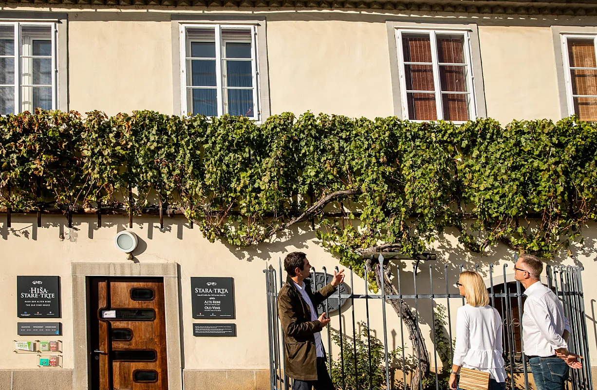 Old Vine House