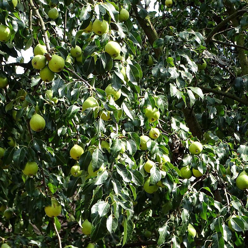 Szent Borbála Vendégház II. Érsekvadkert