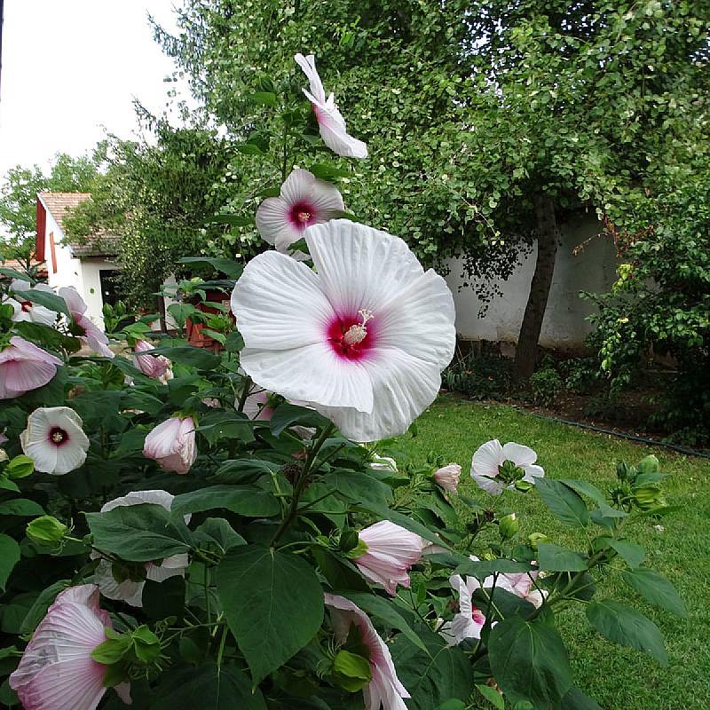 Szent Borbála Vendégház II. Érsekvadkert