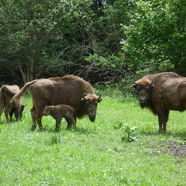 Zempléni Fehér Szikla Turisztikai Központ Füzérkomlós