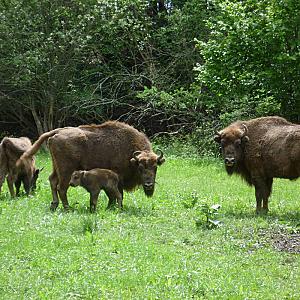 Zempléni Fehér Szikla Turisztikai Központ Füzérkomlós