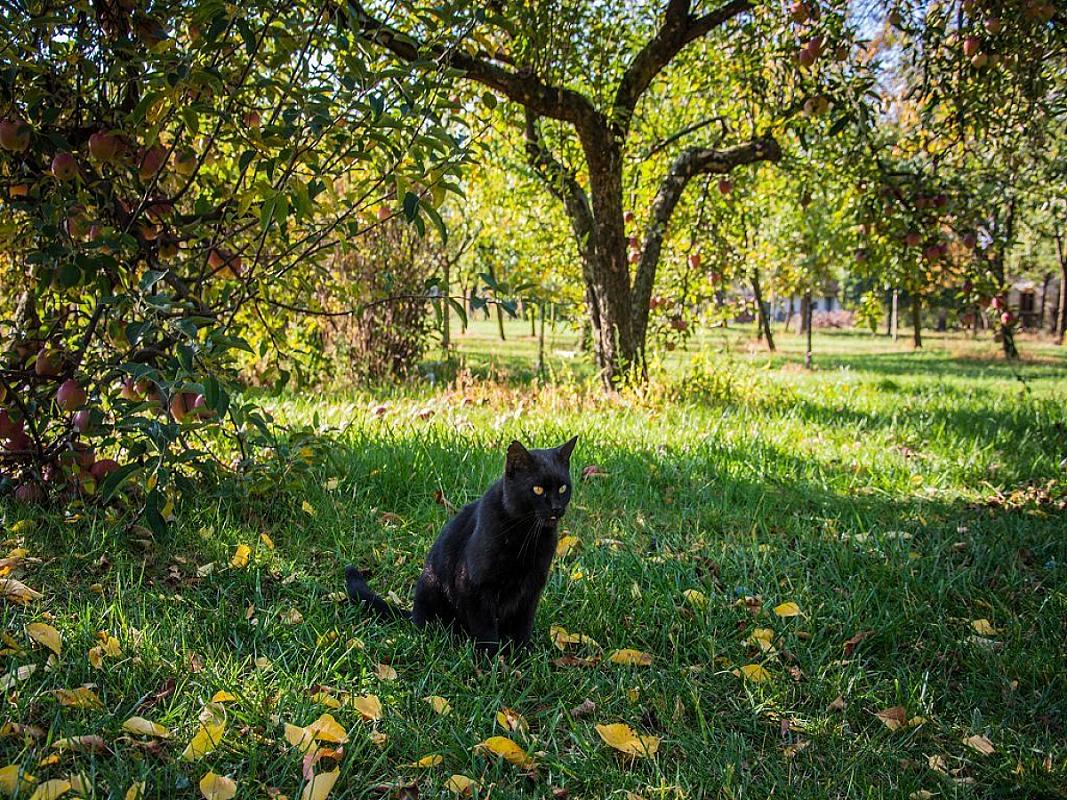 Frankó Tanya Vendégház Szarvas