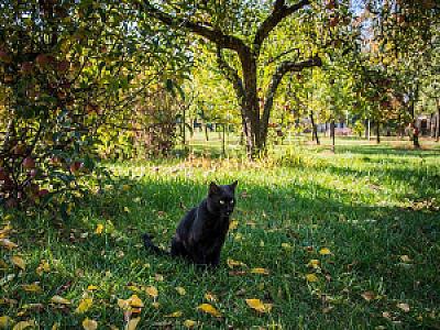 Frankó Tanya Vendégház Szarvas