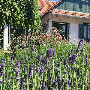 Frankó Tanya Vendégház Szarvas