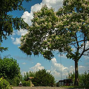 Frankó Tanya Vendégház Szarvas