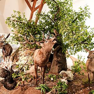 Hunor Hotel és Étterem Vásárosnamény