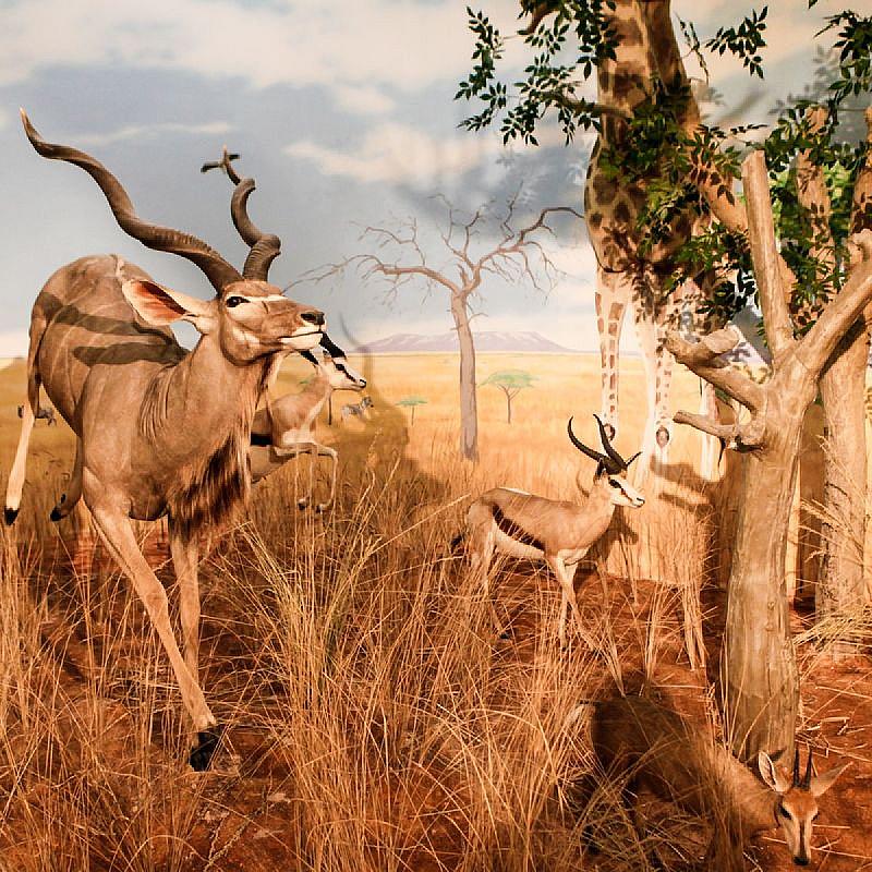 Hunor Hotel és Étterem Vásárosnamény