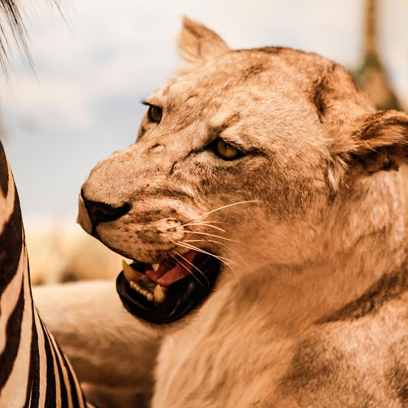 Hunor Hotel és Étterem Vásárosnamény