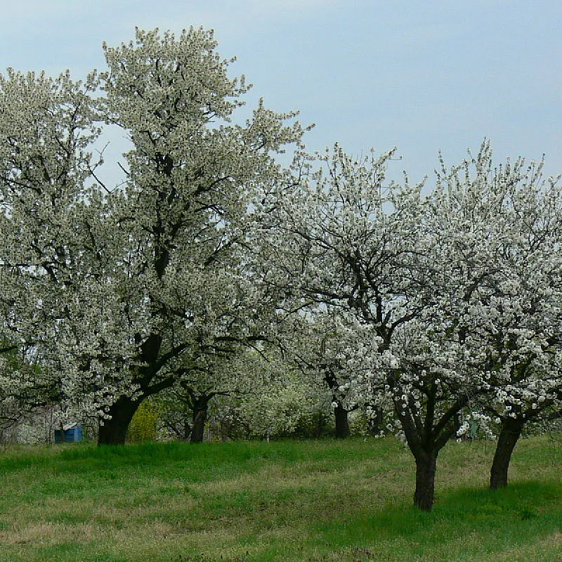 Élő Tisza Vendégház Nagykörű