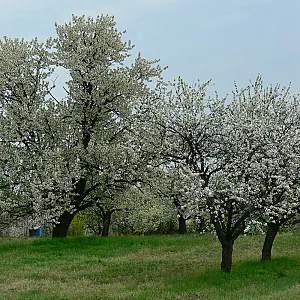 Élő Tisza Vendégház Nagykörű