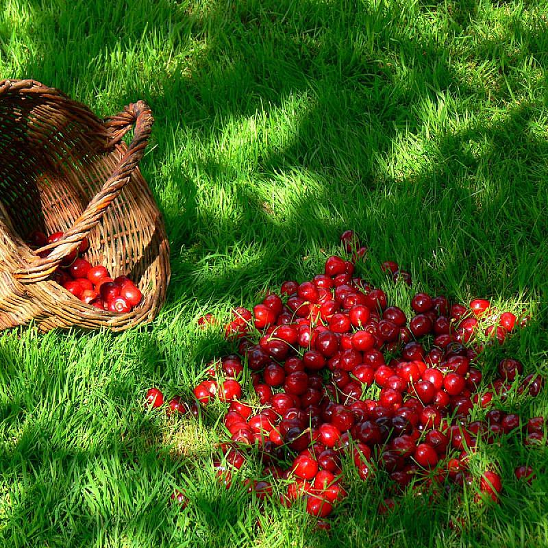 Élő Tisza Vendégház Nagykörű