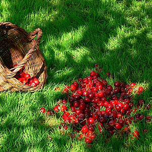 Élő Tisza Vendégház Nagykörű