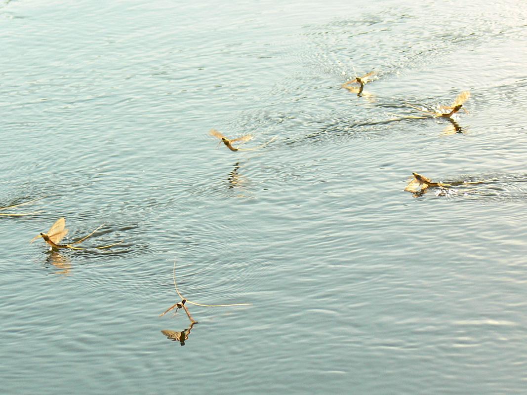 Élő Tisza Vendégház Nagykörű