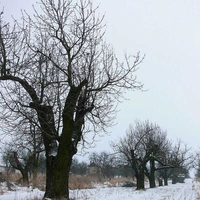 Élő Tisza Vendégház Nagykörű