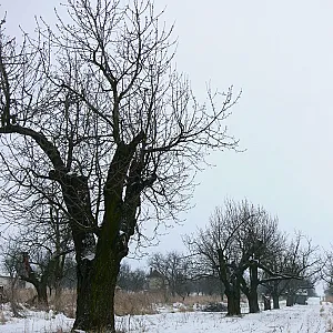 Élő Tisza Vendégház Nagykörű
