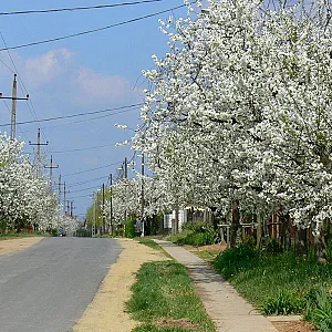 Élő Tisza Vendégház Nagykörű