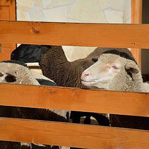 Szent Borbála Vendégház Érsekvadkert