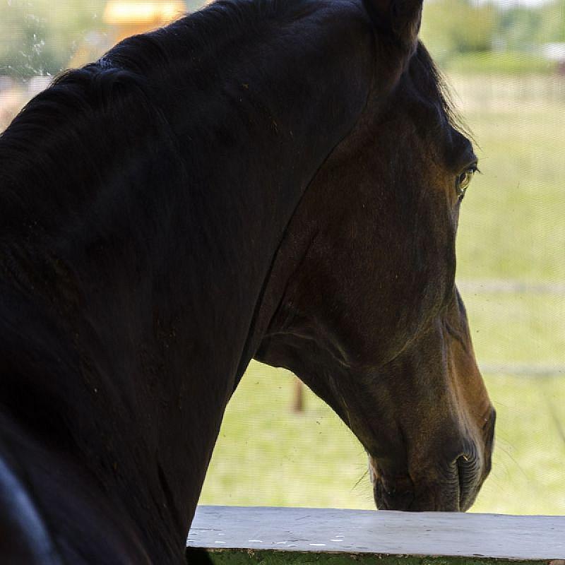 Nagybajcsi Lovaspark és Vendégház