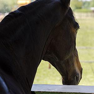 Nagybajcsi Lovaspark és Vendégház