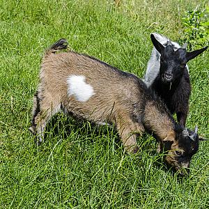 Nagybajcsi Lovaspark és Vendégház