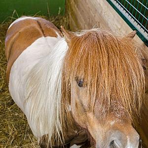 Nagybajcsi Lovaspark és Vendégház