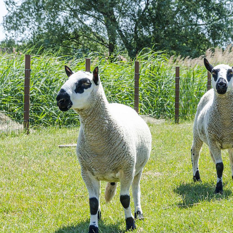 Nagybajcsi Lovaspark és Vendégház