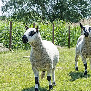 Nagybajcsi Lovaspark és Vendégház