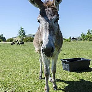 Nagybajcsi Lovaspark és Vendégház
