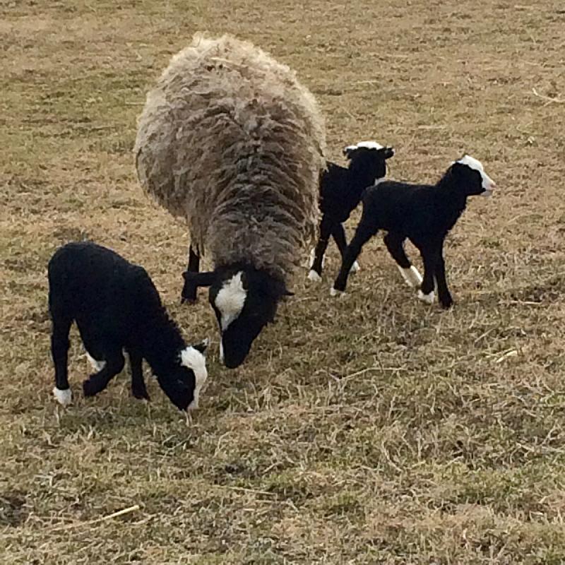 Nagybajcsi Lovaspark és Vendégház