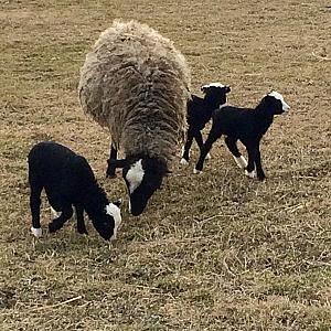 Nagybajcsi Lovaspark és Vendégház