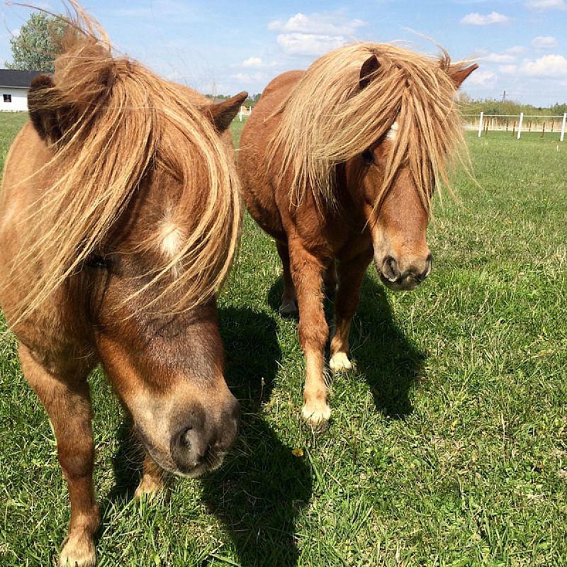 Nagybajcsi Lovaspark és Vendégház