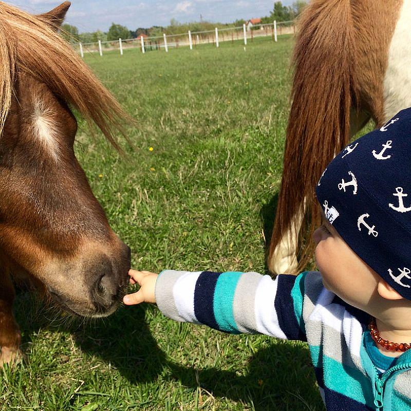 Nagybajcsi Lovaspark és Vendégház