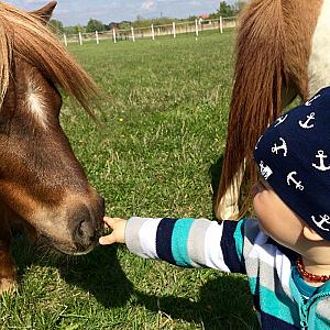 Nagybajcsi Lovaspark és Vendégház