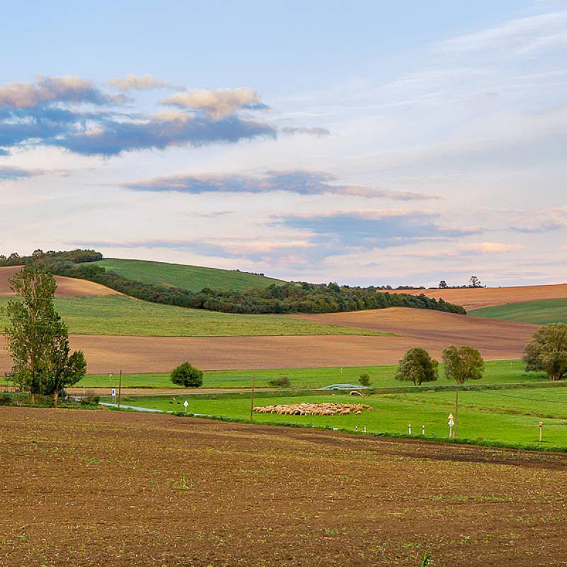 Sáppusztai Pálinka és Wellness Panzió Damak
