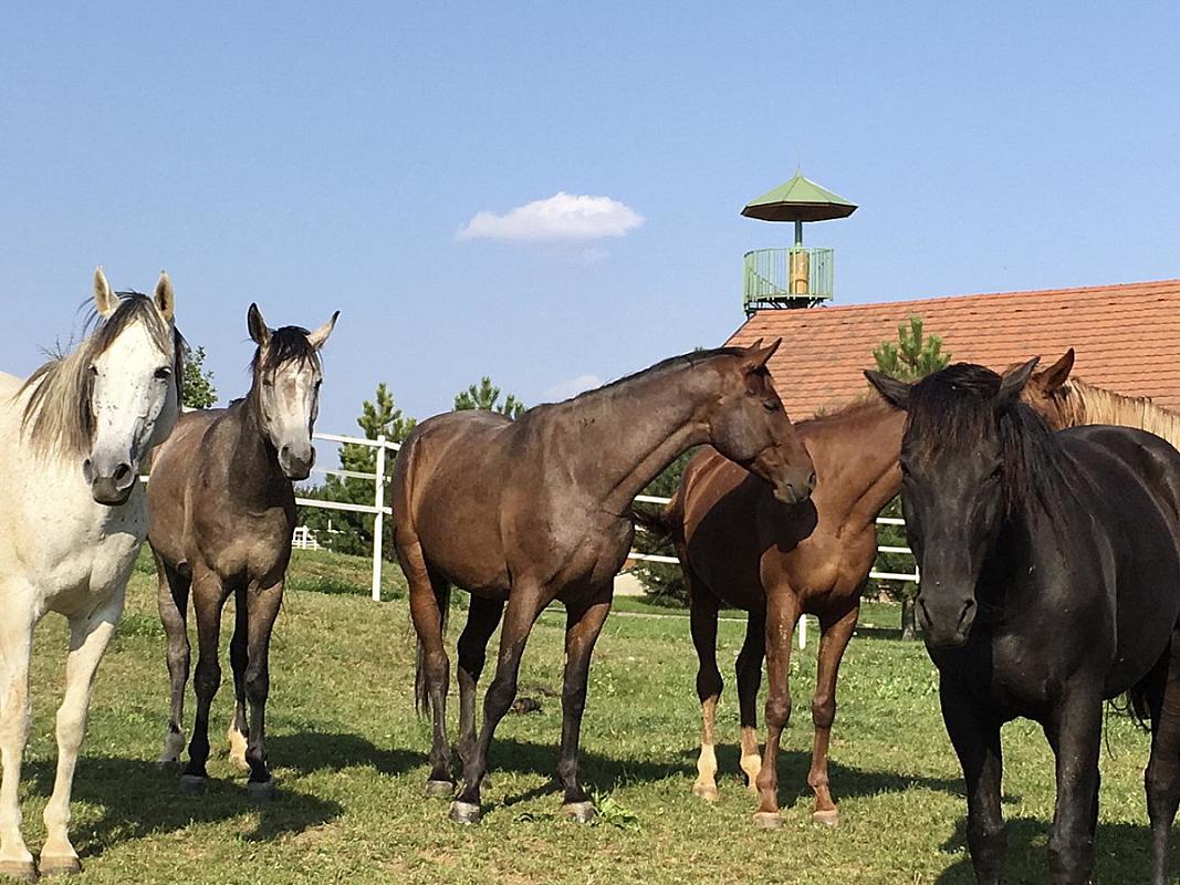 Hotel Vécsecity Hernádvécse