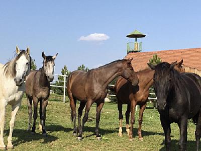 Hotel Vécsecity Hernádvécse