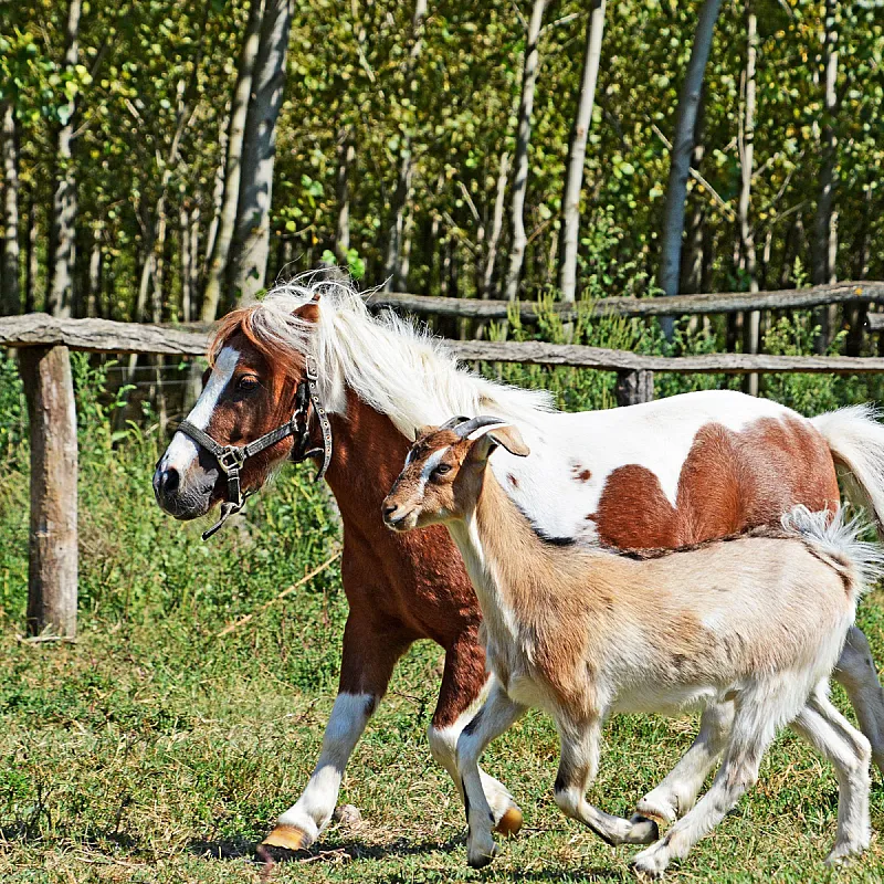 Sipito Pihenőpark Pilis