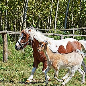 Sipito Pihenőpark Pilis
