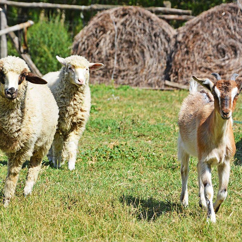 Sipito Pihenőpark Pilis