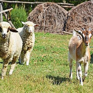 Sipito Pihenőpark Pilis