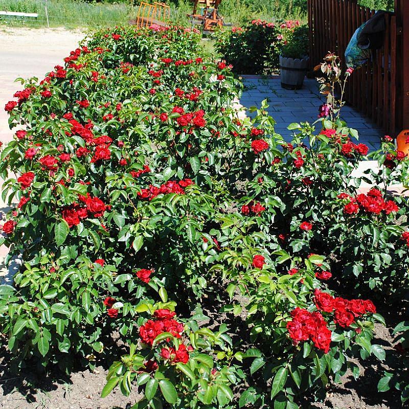 Rózsapark Vendégház Demjén