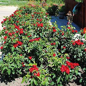 Rózsapark Vendégház Demjén