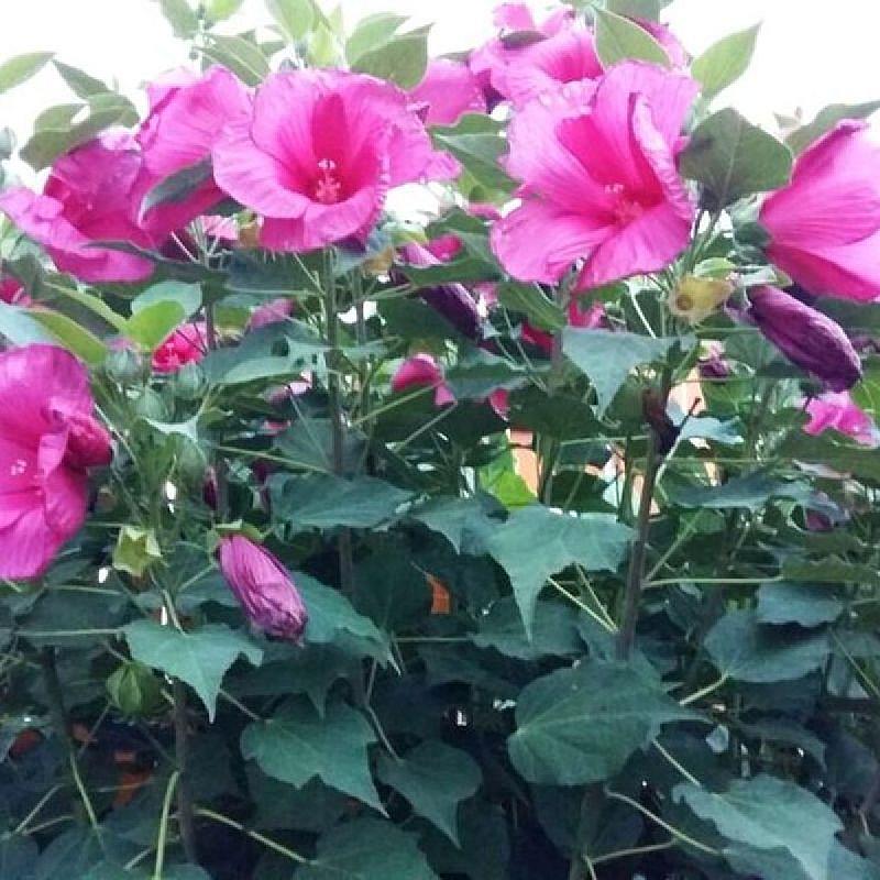 Rózsapark Vendégház Demjén